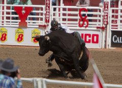 Calgary Stampede-2241